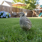Pearl-Pansy Coturnix Quail on grass with backyard setting