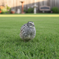 Pearl-Pansy Coturnix Quail on grass with a garden in the background