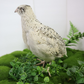 Hatching Eggs: Falb-Fee Coturnix Quail, Azure Acres Location