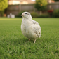 Hatching Eggs: Falb-Fee Coturnix Quail, Azure Acres Location