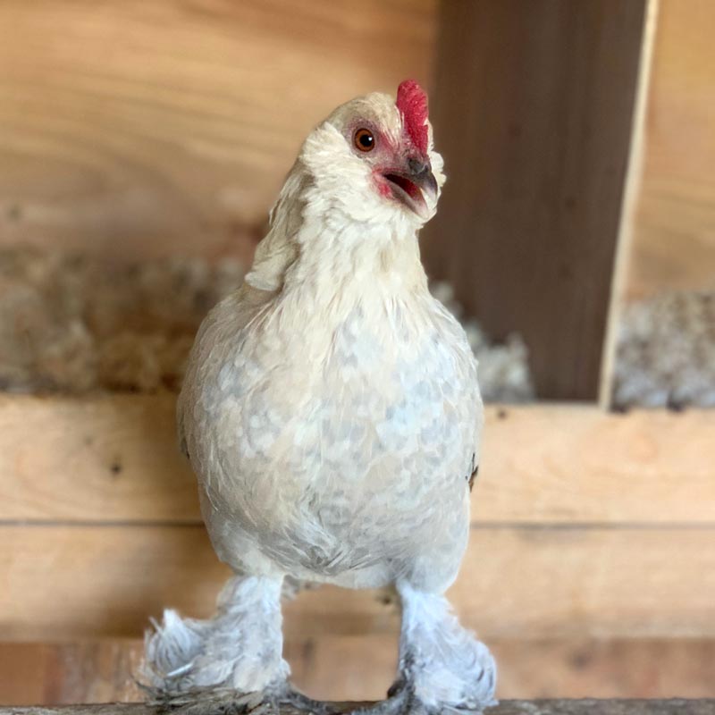 Porcelain d'Uccle chicken