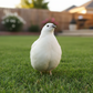  Premium Jumbo White Coturnix Quail standing  on grass with a blurred background