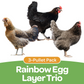 Pullet: Rainbow Egg Layers Trio (3 Started Pullets), Shipping Week of