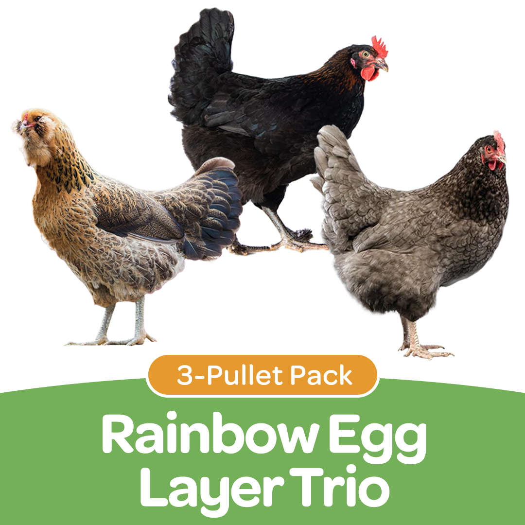 Pullet: Rainbow Egg Layers Trio (3 Started Pullets), Shipping Week of