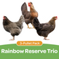 Pullet: Rainbow Reserve Trio (3 Started Pullets), Shipping Week of