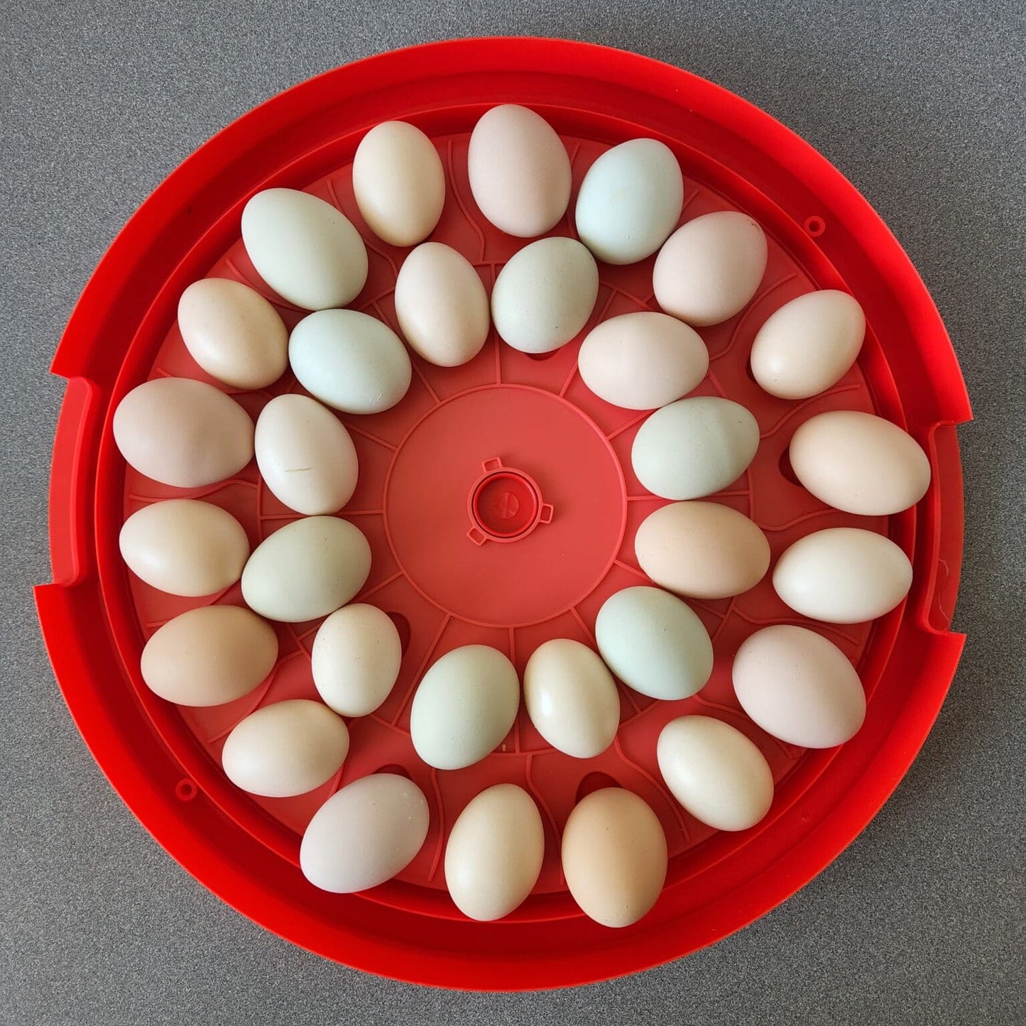 RUGG"egg" Ranch 30 Egg Incubator