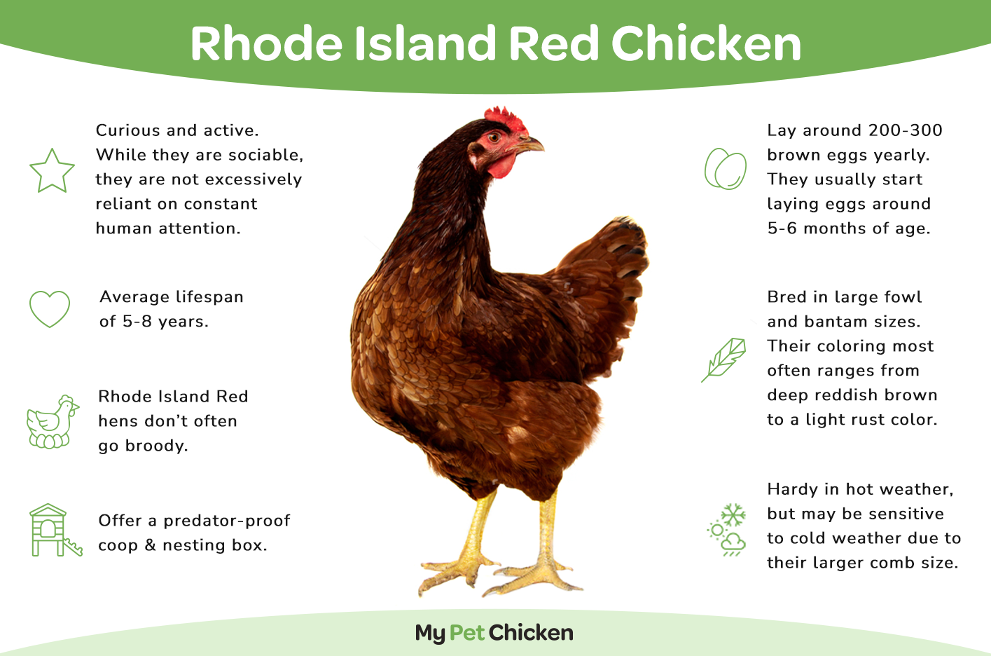 Rhode Island Red chicken breed infographic