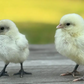 Baby Chicks: Zombie Chicken