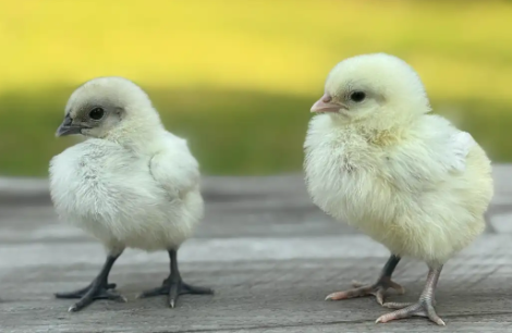 Baby Chicks: Zombie Chicken