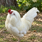 Baby Chicks: Bountiful Blue Egg Layer