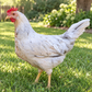 Baby Chicks: Blue/Black/Splash Partridge Leghorn
