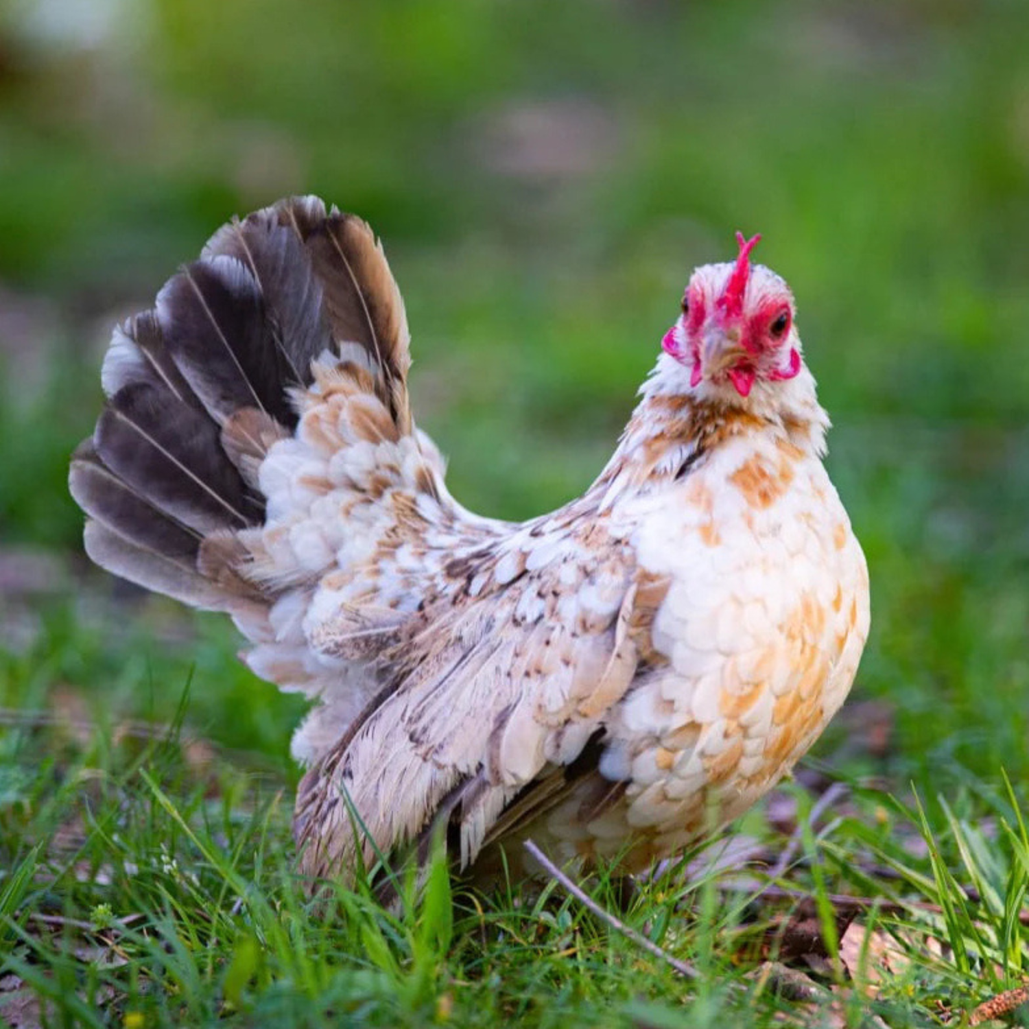 Hatching Eggs: Serama, Flock & Field Location