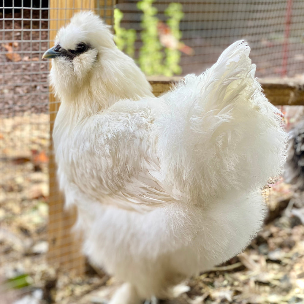Silked White Easter Egger chicken 