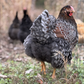 Baby Chicks: Blue/Black/Splash Laced Red Wyandotte