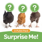 Pullet: Surprise Me! Trio (3 Started pullets), Shipping Week of