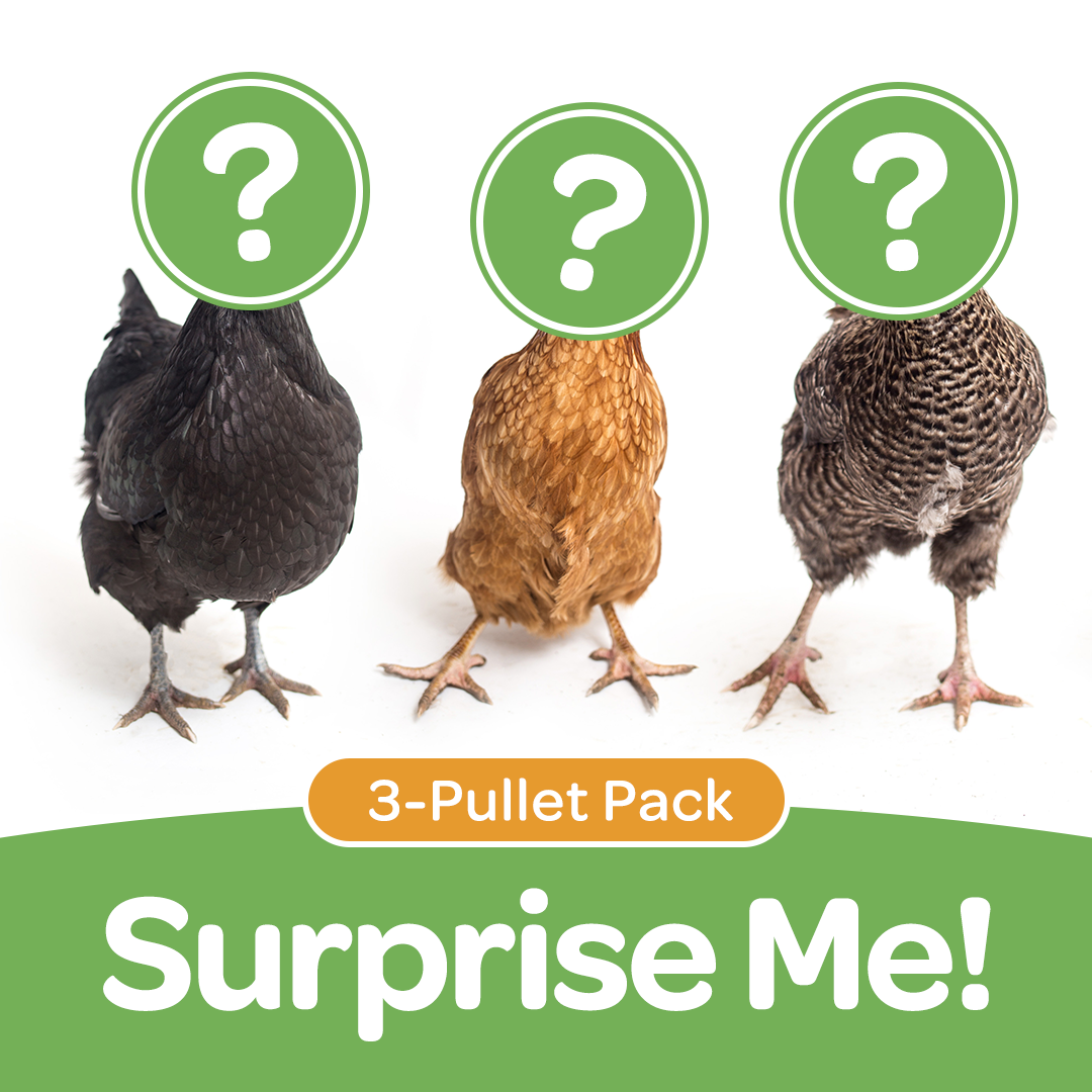 Pullet: Surprise Me! Trio (3 Started pullets), Shipping Week of