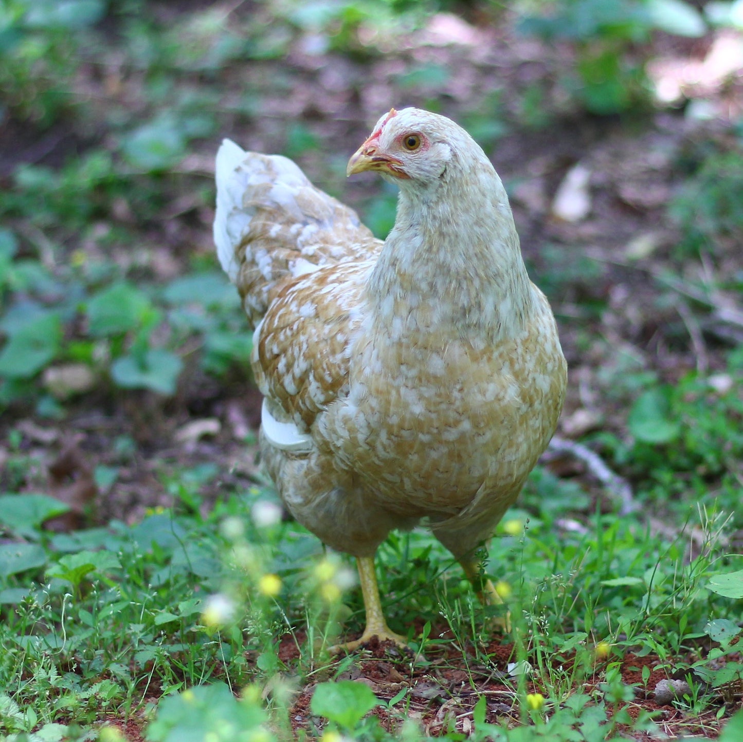 Swedish Flower HEn chickens are hardy in both warm and cold climates. 