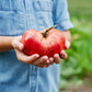 The Explorer : Rooted in America - Seed Collection