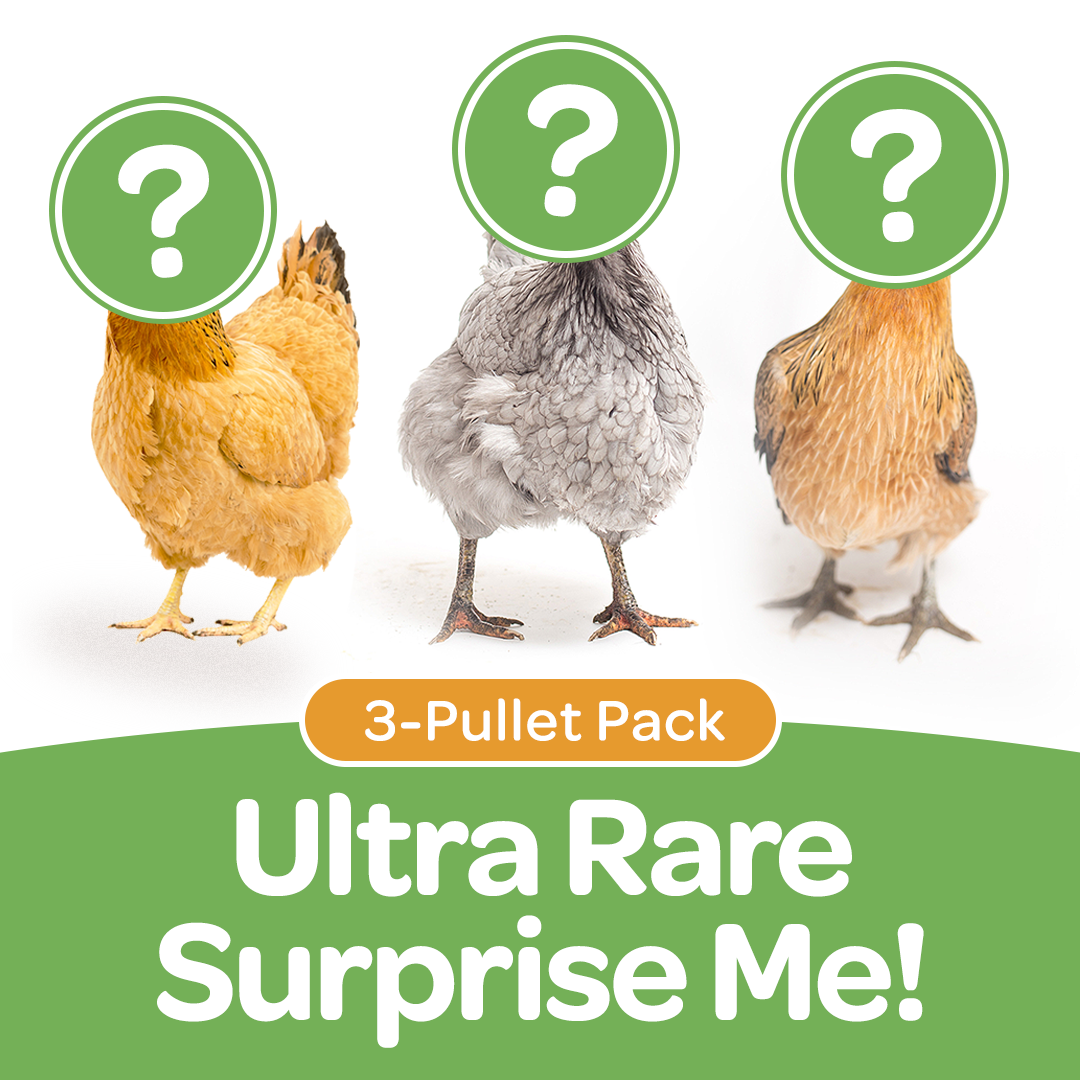 Ultra Rare Surprise Me started chicken pullets, 3-pack