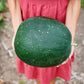 The Explorer : Rooted in America - Seed Collection