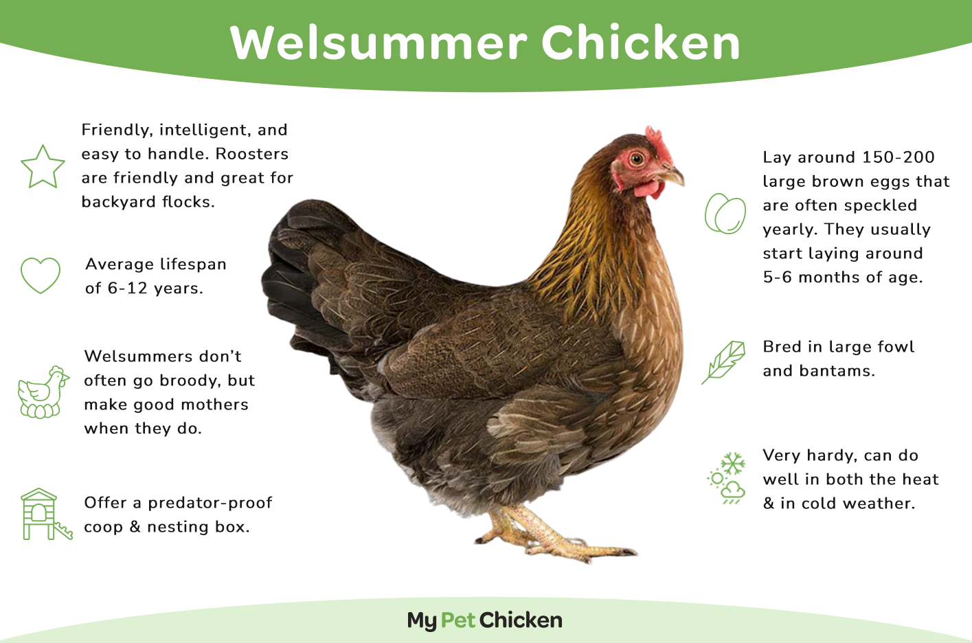 Hatching Eggs: Welsummer, Merry Manor Location
