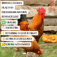 Poultry Queen Mealworm, Premium Corn, Flax Seeds, & Herb Treat For Pet Chickens