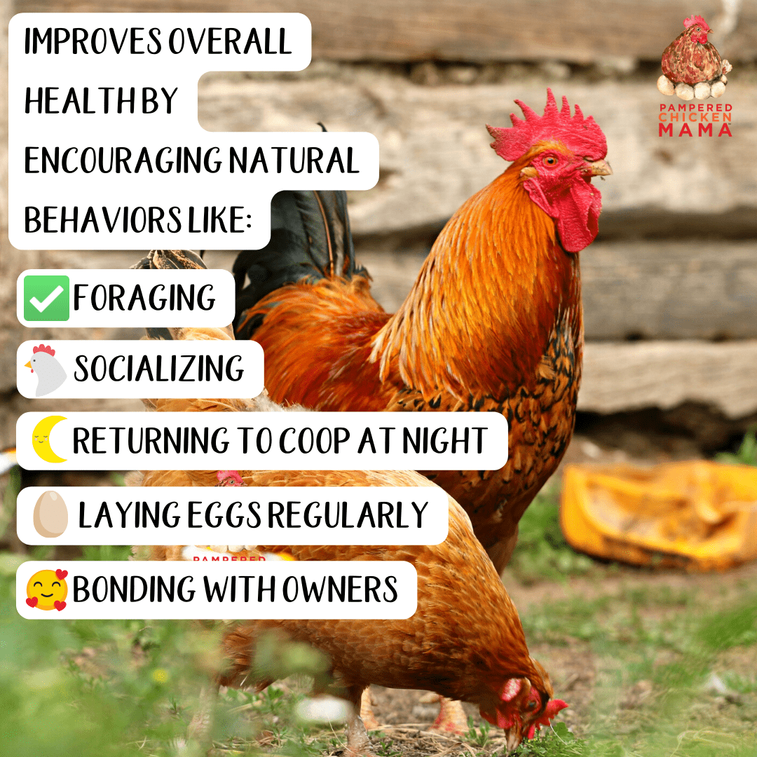 Poultry Queen Mealworm, Premium Corn, Flax Seeds, & Herb Treat For Pet Chickens
