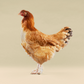 Pullet: Wheaten Marans, Shipping Week of