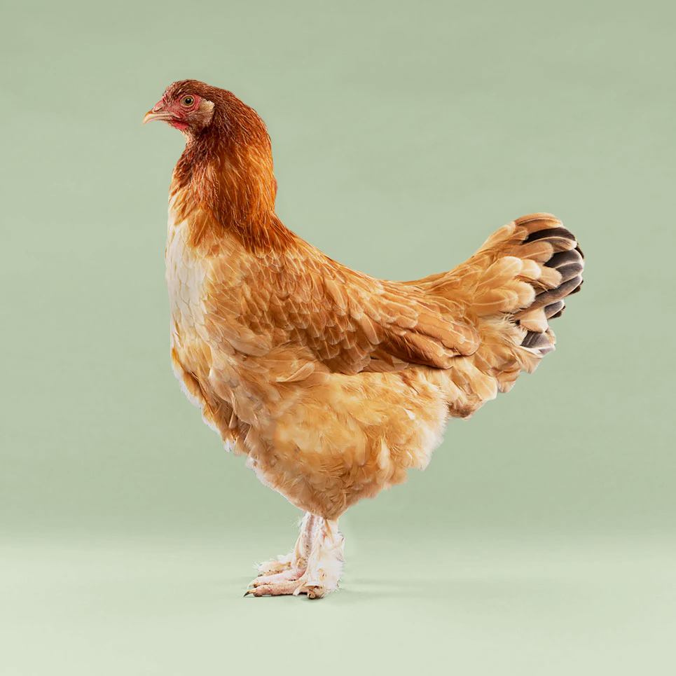 Baby Chicks: Wheaten Marans