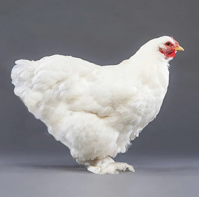 Pullet: White Cochin, Shipping Week of