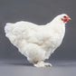 Hatching Eggs: White Cochin, Merry Manor Location