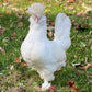White Sultan chickens are a unique bird that makes a great addition to a backyard flock