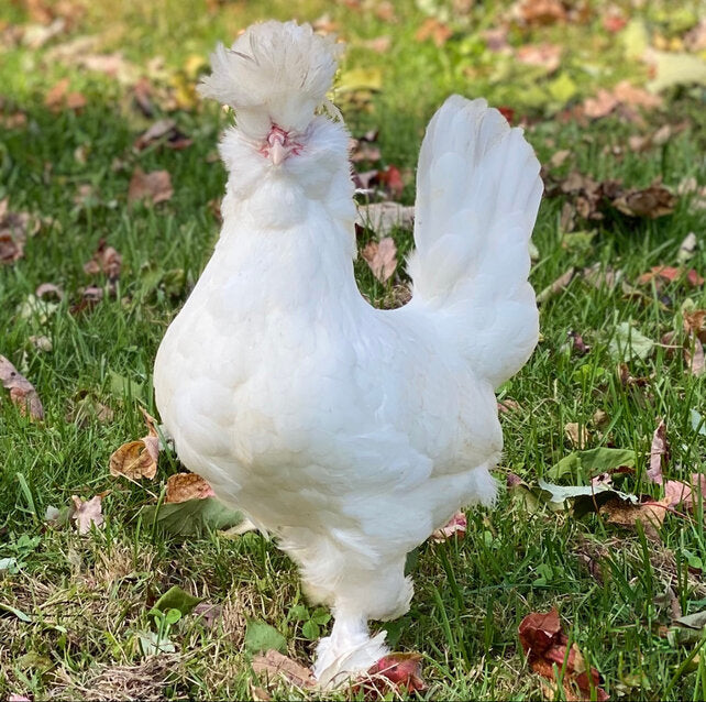 White Sultan chickens are a unique bird that makes a great addition to a backyard flock