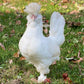 Pullet: White Sultan, Shipping Week of