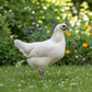 Baby Chicks: Zombie Chicken