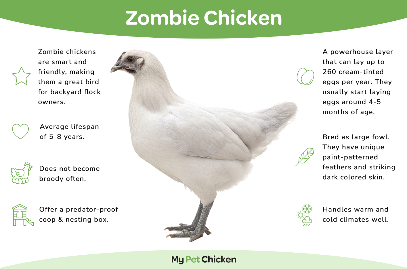 Pullet: Midnight Duo (2 Started Pullets), Shipping week of 08/31/2026