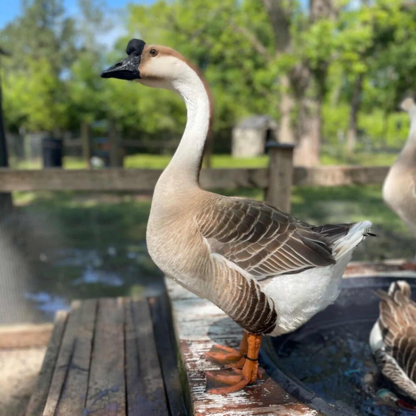 Hatching Eggs: African Goose, Flock & Field Location