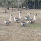 Hatching Eggs: African Goose, Flock & Field Location