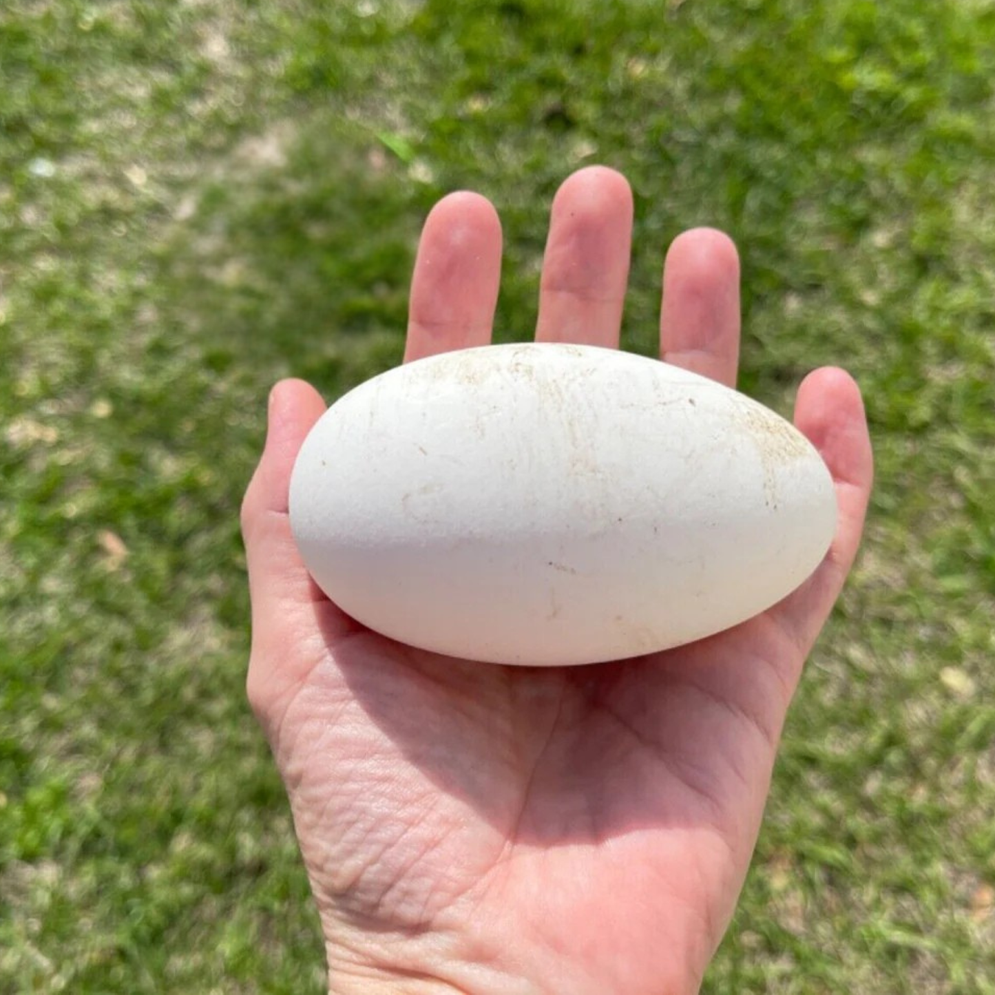 Hatching Eggs: African Goose, Flock & Field Location