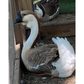 Hatching Eggs: African Goose, Flock & Field Location