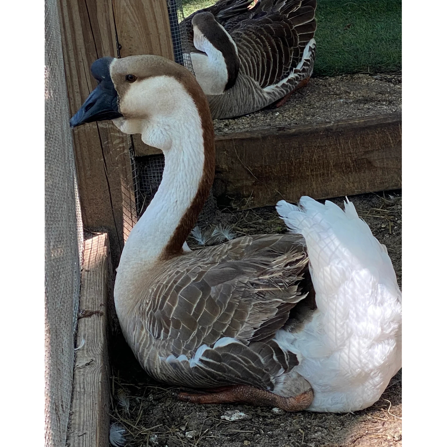 Hatching Eggs: African Goose, Flock & Field Location
