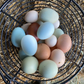 Hatching Eggs: Rare Rainbow Chicken Breed Assortment, Flock & Field Location
