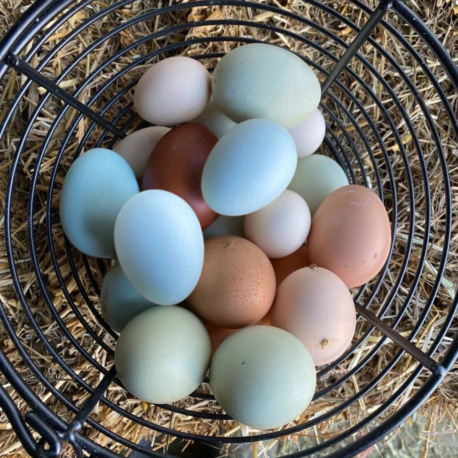Hatching Eggs: Rare Rainbow Chicken Breed Assortment, Flock & Field Location