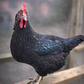 Pullet: Ameribella Sex-Link, Shipping Week of