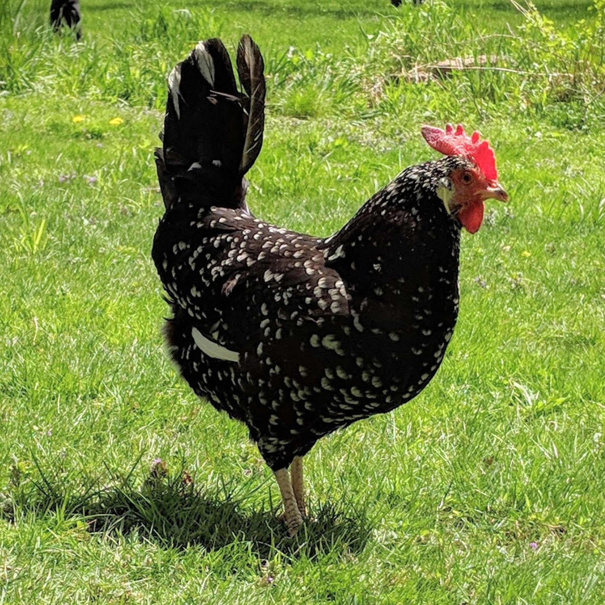 Ancona chicken breed