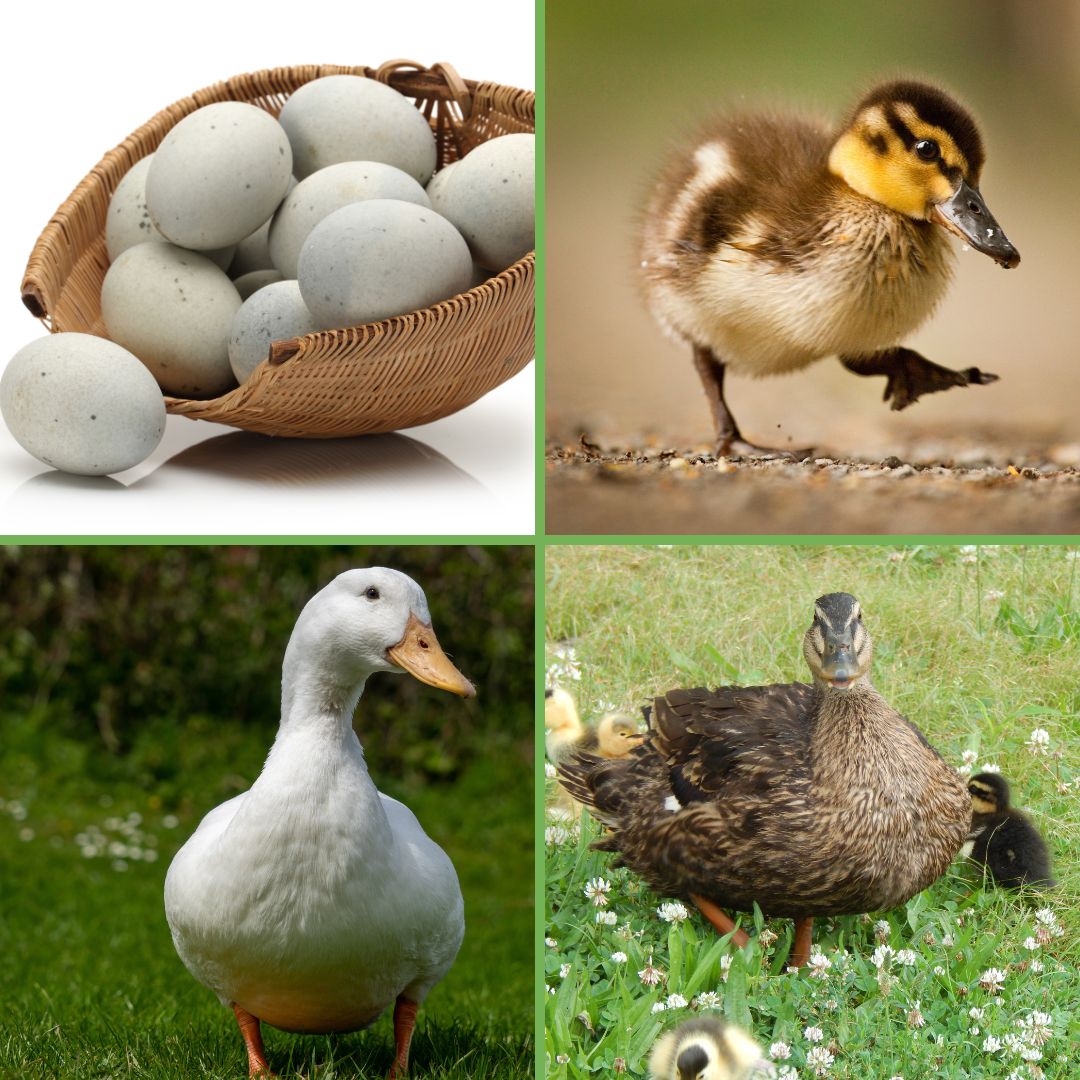 Hatching Eggs: Assorted Duck Eggs