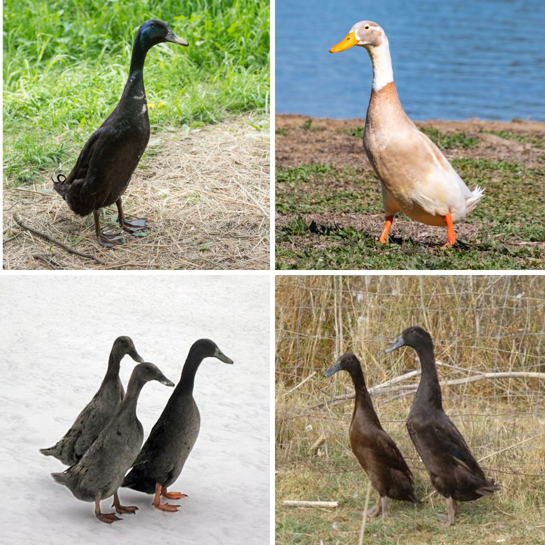 Hatching Eggs: Assorted Runner Duck Egg, Pond Pals Location