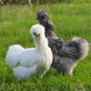 Hatching Eggs: Silkie Bantam, Breeder's Choice of Color, Merry Manor Location