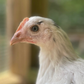 Pullet: Austra White, Shipping Week of