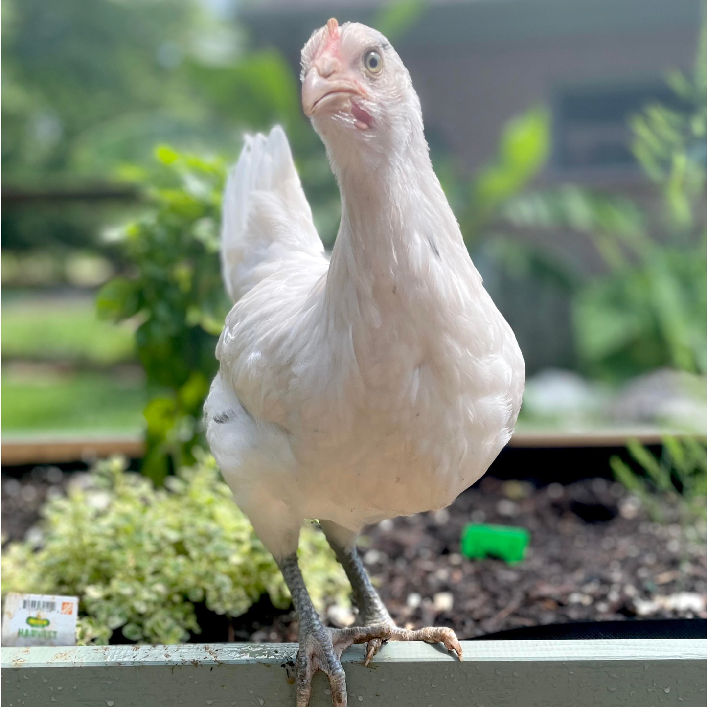 Pullet: Austra White, Shipping Week of
